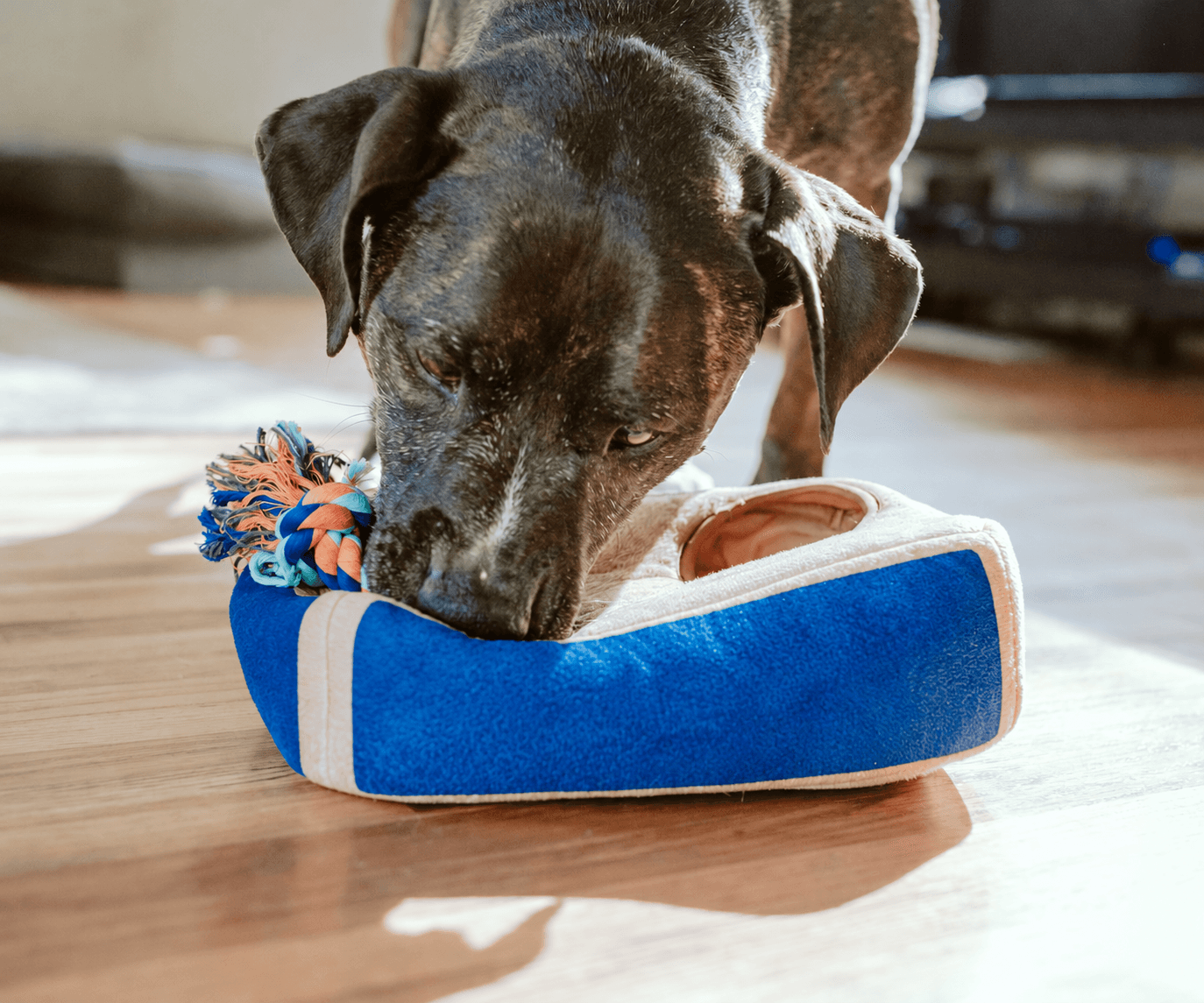 A dog chewing a blue toy indoors